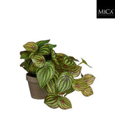 Peperomia Green In Pot Stan Grey D9Cm - H20Xd20Cm